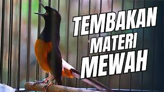 Download lagu MURAI BATU GACOR FULL ISIAN TEMBAKAN MEWAH SANGAT AMPUH MELATIH MURAI BATU EMOSI BONGKAR ISIAN mp3