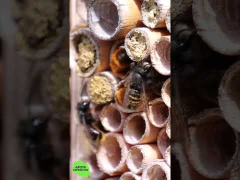 Insektenhotel selber bauen: So klappt's wirklich!