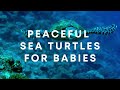 Low Stimulation Sea Turtle Video For Babies And Toddlers