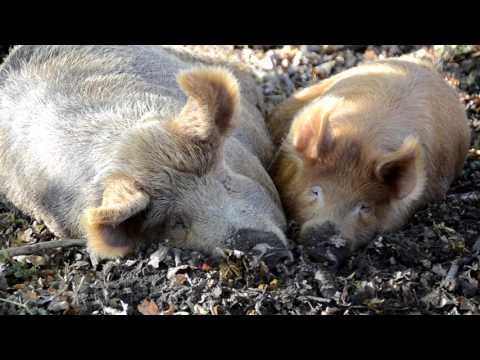 Knepp Wildland Pigs going to bed after feasting on acorns