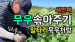 무우 3차 솎음작업 / 세번째는 알타리무우처럼 / 이래서 무우는 줄뿌림해요 / 총각김치 담궈 먹어야죠.