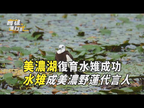 美濃湖復育水雉成功 水雉成美濃野蓮代言人 ◆高雄進行式