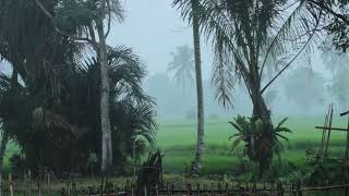 Rainy Day in Tropical Jungle | Relaxing Rain Sounds for Sleeping Problems, Insomnia, & Stress Relief