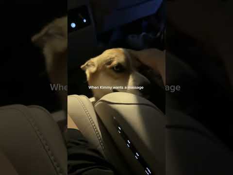 Massage time? Kimmy’s already in position😝 #dog