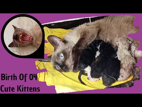 siamese cat gave birth to 04 with complete different color /Follow her difficult birth step by step