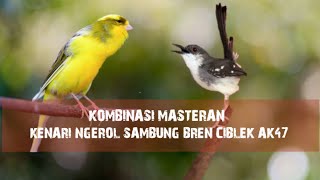 Download lagu Kombinasi Masteran | Kenari Ngerol Sambung Ciblek Bren Ak47  mp3