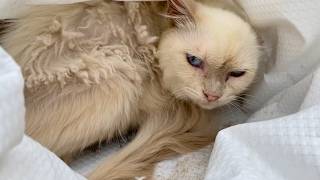 This Cat's Owner Tied Her in a Bag—What We Found Inside