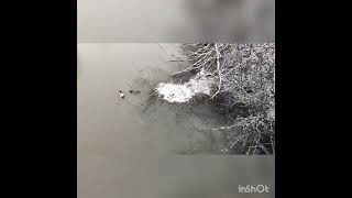 Winter is back,amazing place with kind ducks🦆🦆🦆😄❄️
