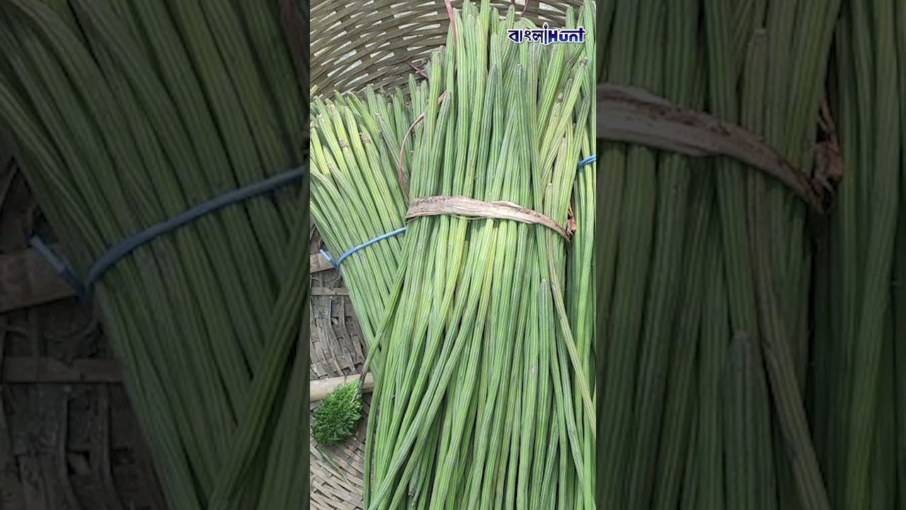 প্রায়ই খান যে সজনে ডাঁটা, সেটাই ঘটায় অলৌকিক ঘটনা, শুষে নিতে পারে পানীয় জলের বিষ!