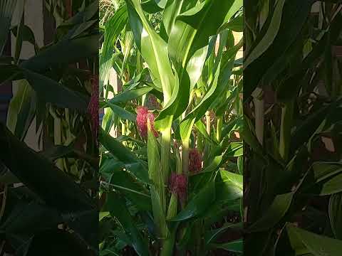 nossa roça no nosso quintal em Goianira GO.