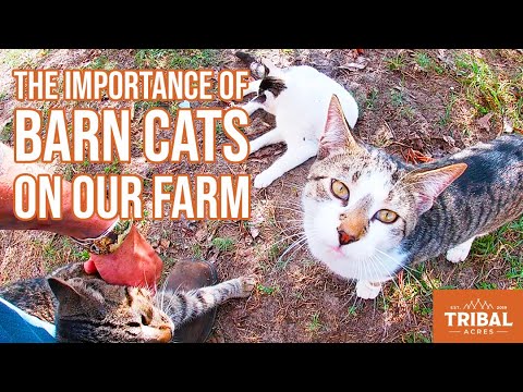 The Importance of Barn Cats on Our Farm