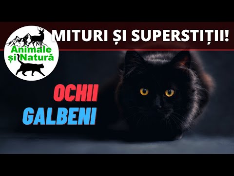 Pisica neagră - Mituri, Fapte și Fascinație