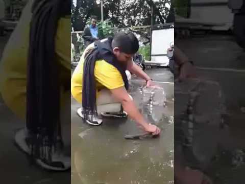 Watch how Lady catches snake with bare hands - incredible