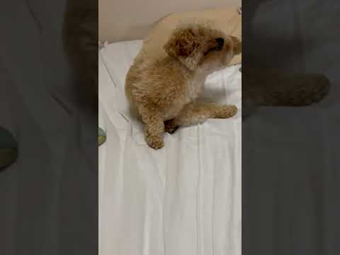 経営学科 お座りするトイプードル15ヶ月 #toypoodle　#トイプードル #おすわり