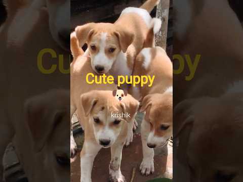 @krishik6549 #cutepuppy#viralyoutubvideoforchildren#cutepuppyvideo#puppy video#voiceforvoiceless