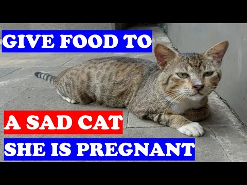Pregnant Cat || Give Food to a Pregnant Homeless Cat