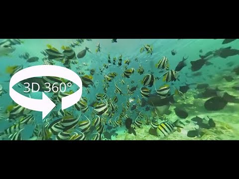 Plongée sous-marine aux Maldives
