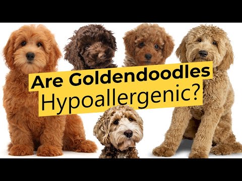 YouTube video about: Are golden doodle dogs hypoallergenic?