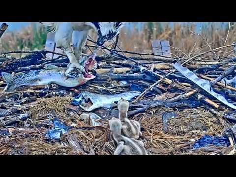 2019-05-23 Mom and #3 eat fish eyes! | Boulder County Osprey Cam