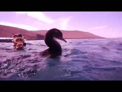 Cormorants doing their mating dance/swim