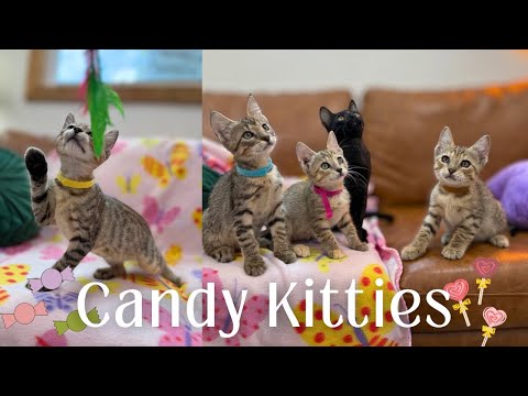 Lolli Pop Candy, an adoptable Domestic Short Hair Mix in Brattleboro, VT_image-1