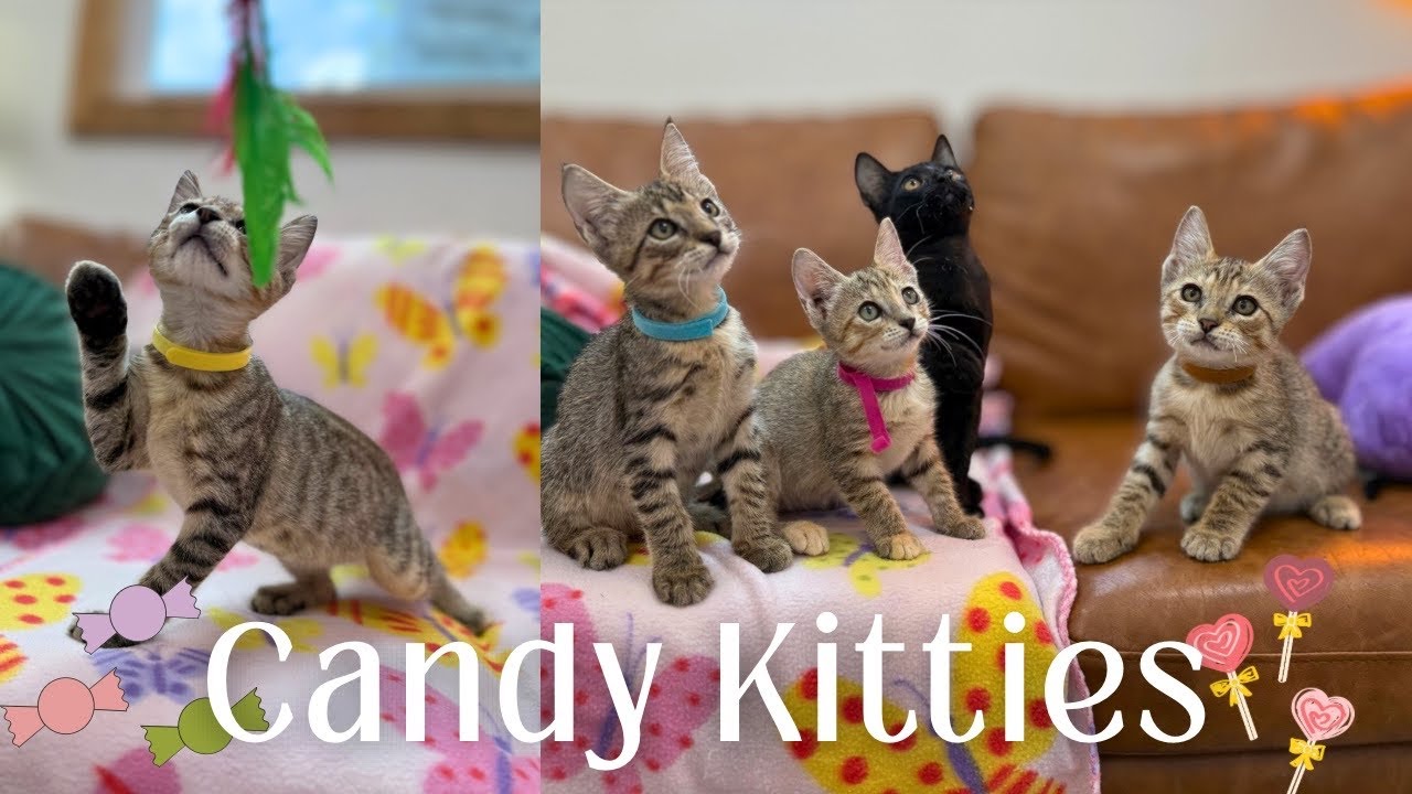 Enlarge Lolli Pop Candy, a Adoptable mixed breed in Jerome, ID video 6/6