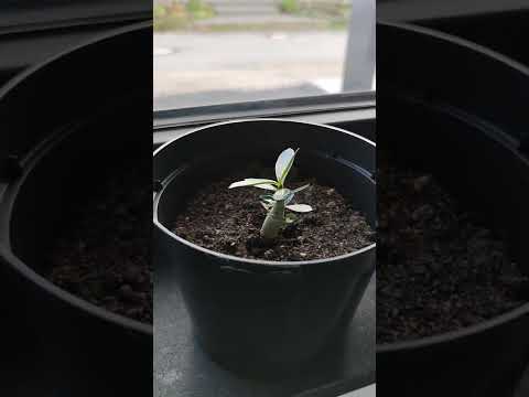 Bonsai Bäume als Anfänger Pflanzen :) Folge 1 - Die Samen