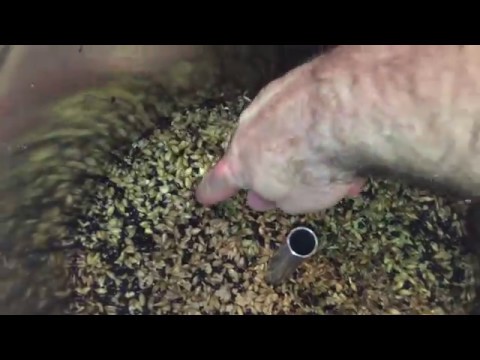 Belgian Black stout brew on the grainfather with tips,tricks and modifications.