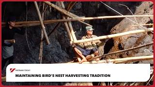 Maintaining bird’s nest harvesting tradition | Vietnam Today
