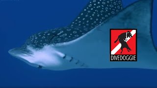 Magnificent Eagle Ray