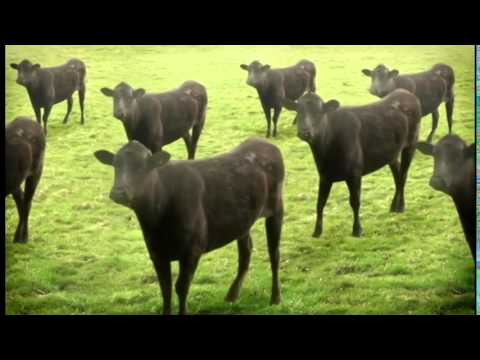 Autistic Ghost 000013 A G !! now available