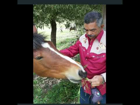 " Un guayabo é doble filo "                              LyM : José Aris Corniel chari