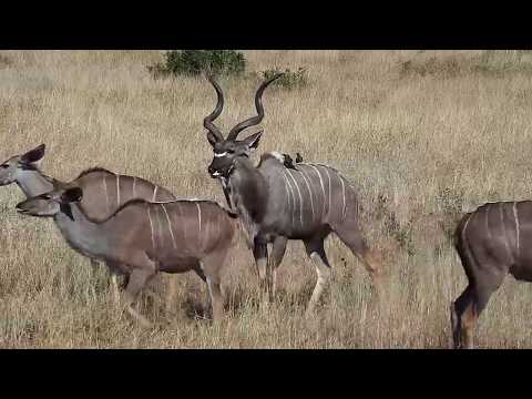 Djuma: Kudus and Impalas - 12:08 - 05/19/19