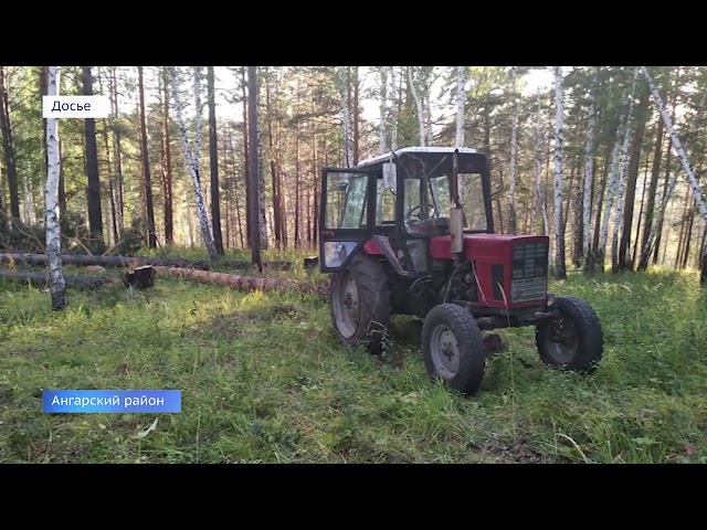 Чёрных лесорубов вывели на чистую воду