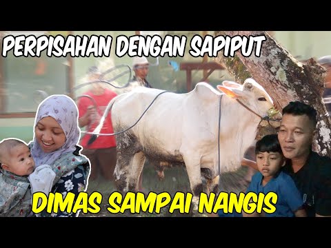 QURBAN SAPI DITDIM FAMILY, DIMAS CRYING BECAUSE HE IS SEPARATED FROM SAPIPUT