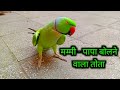 Mitthu Bolne Wala Tota Talking Parrot Mitthu Mitthu Mummy Mummy Bolne Wala Tota