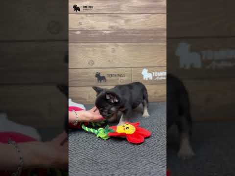 Video 1