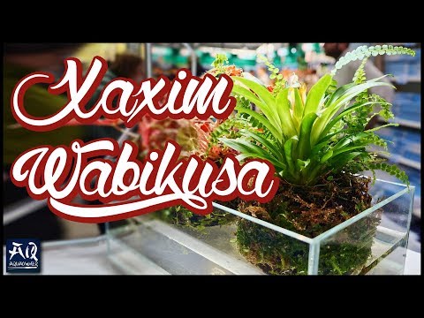 Xaxin Wabikusa Update | AquaOwner
