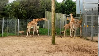 preview picture of video 'South Lakes Wild Animal Park 2012.'