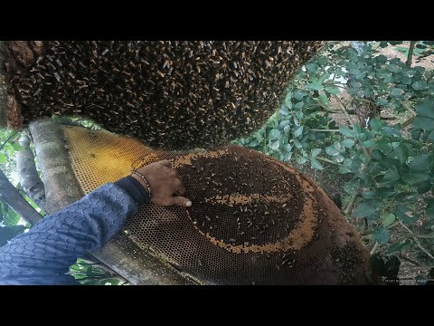 Kompliziert und voller Risiken‼️Waldhonig an Bäumen ernten, die in Wurzeln verwickelt sind!
