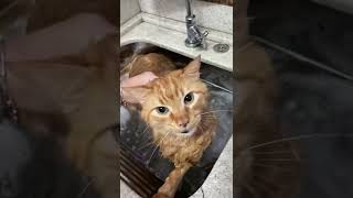 猫の入浴中喋りながら何かを訴えてくる猫さん #shorts