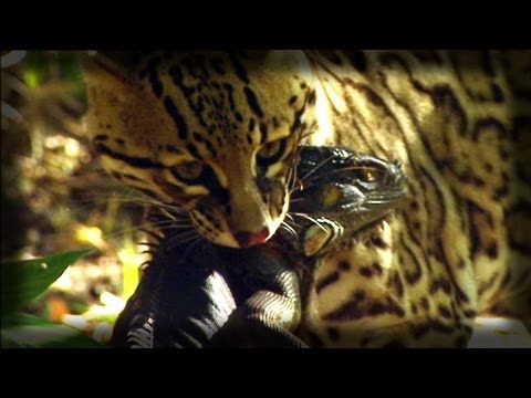 Ocelot kills an Iguana - Ocelote mata una iguana