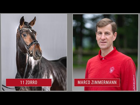 Sommer-Auktion Trainingsvideo Lot 11 Zorro Hengst v. Zoom - Just Perfect