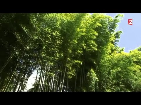 Jardin : le bambou 