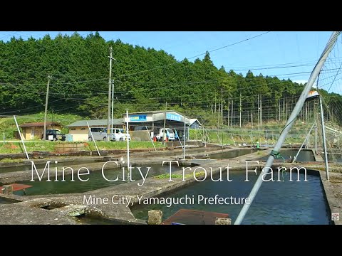 MINE city tourism material video【Beppu Benten Pond & Salmon farm】　English
