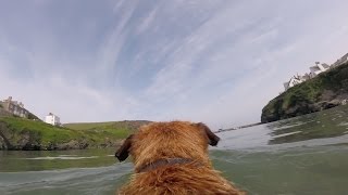 CORNWALL Day 6 - Dog Cam, Port Isaac and Penny Boards!!