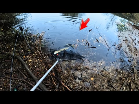 Hechtangeln am Fluss Wharfe in Großbritannien!!