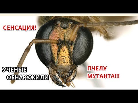 Пчеловодство. ШОК СЕНСАЦИЯ!!! Ученые нашли пчелу мутанта!!!!