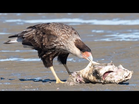Carancho (Caracara plancus) @ Playa Penino, San José, Uruguay