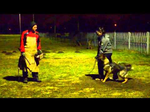 Bad Girl vom Lupus Alpha ,Hank vom Weinbergblick x Orka von der Germanenquelle 12 Monate